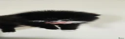 Pomeranian dogs for sale: Pomeranians - Advert 22