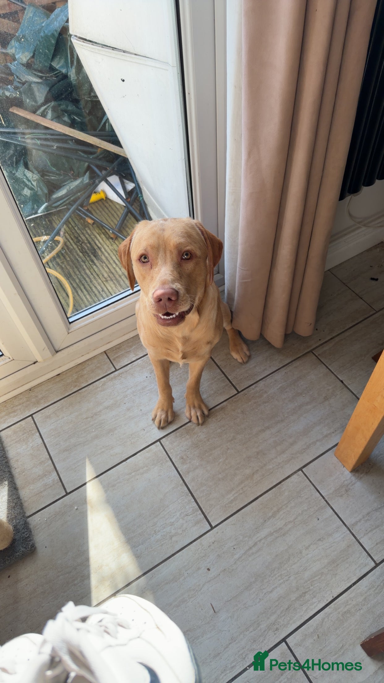 Labrador Retriever dogs Male Working line Labrador (max) - Advert 2