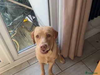 Labrador Retriever dogs Male Working line Labrador (max) - Advert 2