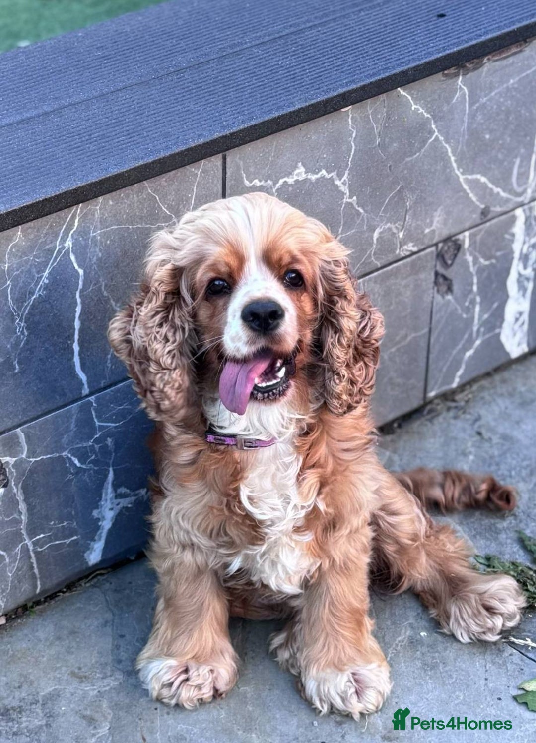 Cockapoo dogs for sale: Gorgeous 3-Month-Old F1 American Cockapoo Girl - Advert 12