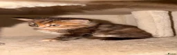 Mixed Breed cats for sale: 3 stunning kittens looking for their loving home  - Advert 6
