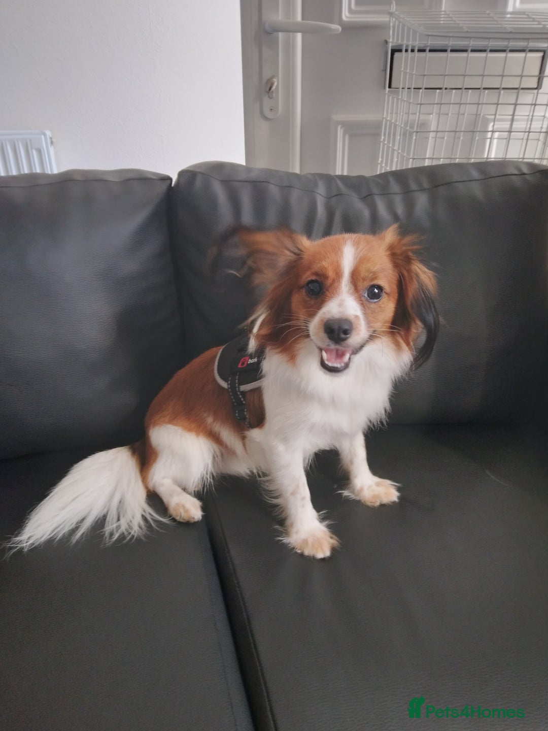 Mixed Breed dogs for sale: Beautiful  - Image 7