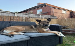 Mixed Breed dogs for sale: 3 year old malinois cross - Belle  - Image 1