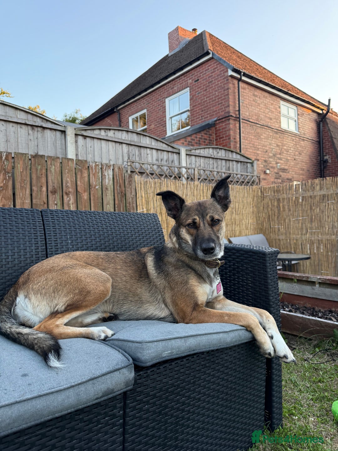 Mixed Breed dogs for sale: 3 year old malinois cross - Belle  - Image 1