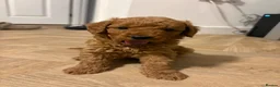 Mini Goldendoodle dogs for sale: Mini Goldendoodle pups - Advert 14