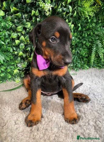 Dobermann dogs - Advert 3