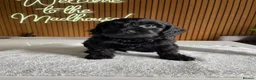 Cockapoo dogs for sale: Thick Coated Tiny Toy Cockapoo Puppies READY SOON! - Advert 22