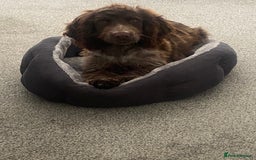 Sprocker dogs for sale: Male Sprocker  - Image 2