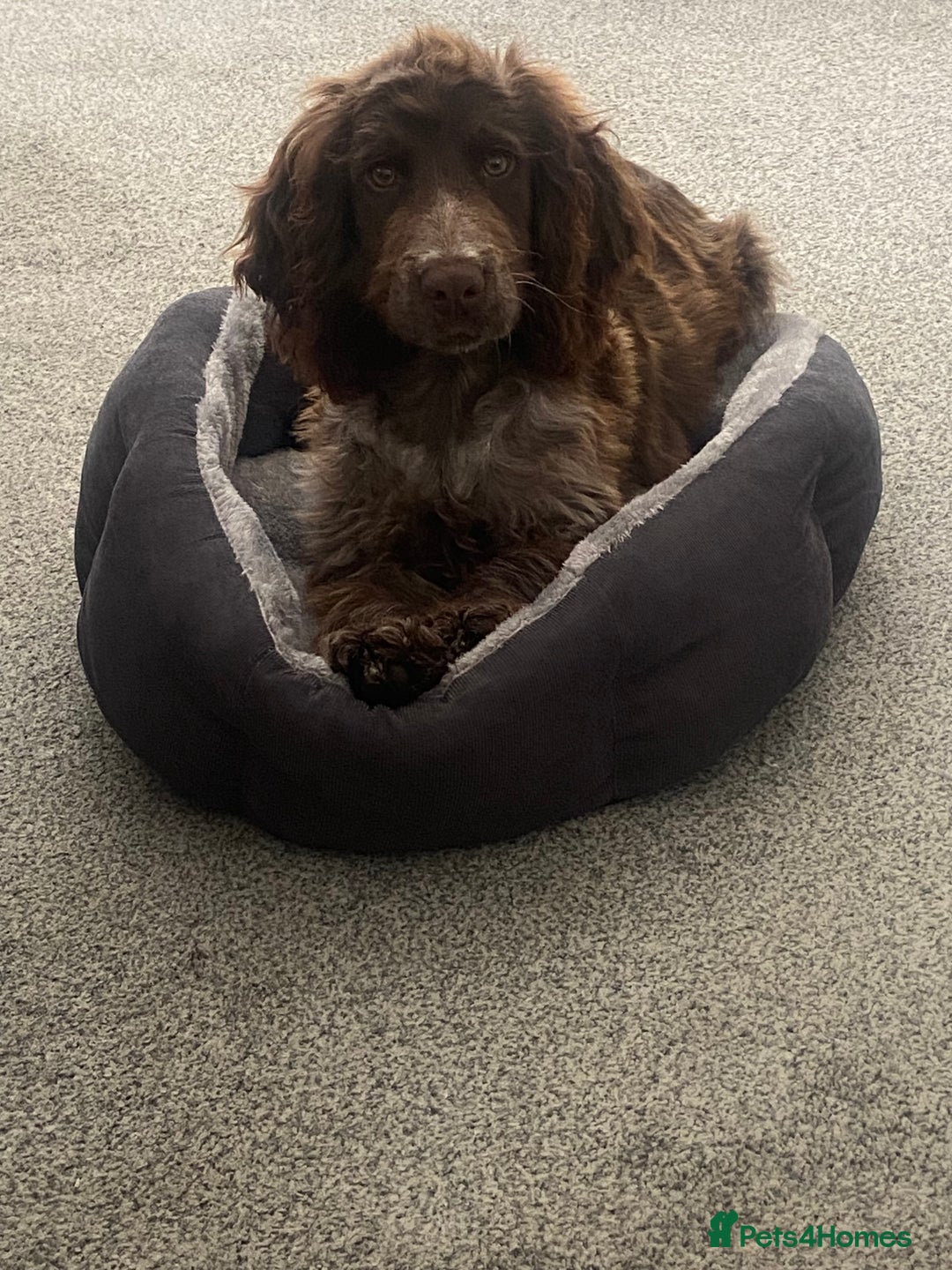 Sprocker dogs for sale: Male Sprocker  - Image 2