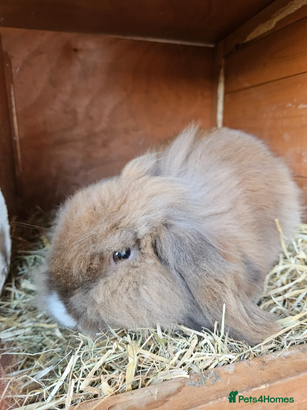 Lionhead rabbits for sale: 2 lovely lionhead rabbits for sale - Advert 5
