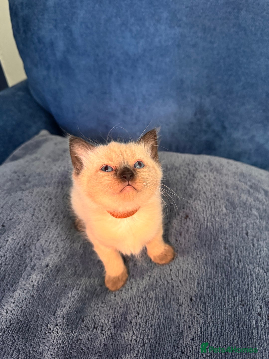 Ragdoll cats for sale: 3 stunning ragdoll x kittens - Image 5