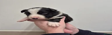 Border Collie Puppy 3