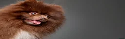 Pomeranian dogs for stud: Proven Chocolate KC in Runcorn - Advert 26