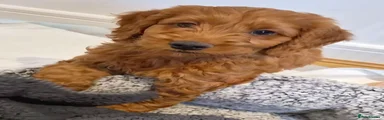 Cavapoo 1