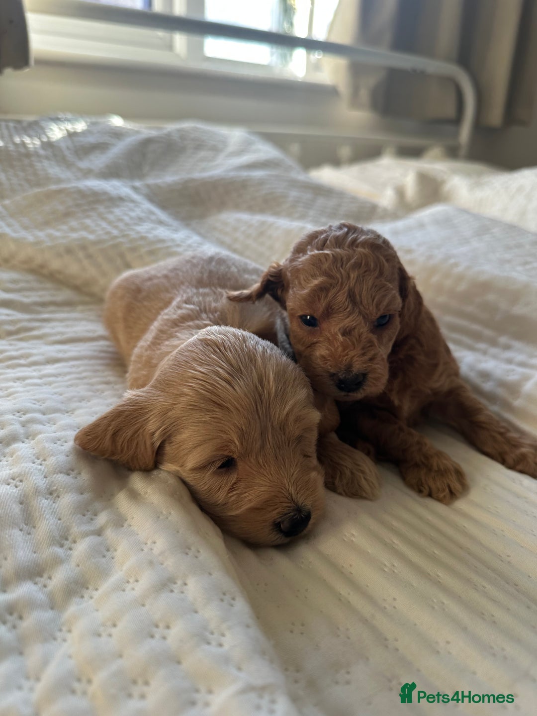 Cockapoo dogs for sale: Brown beautiful cockapoo puppies for sale! - Advert 3