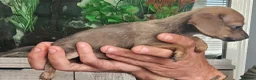 Chiweenie dogs for sale: Chiweenies looking for their forever home - Advert 7