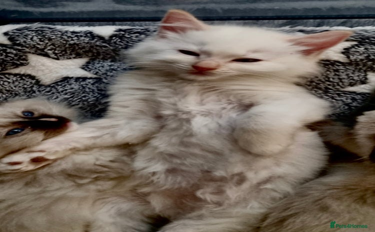 Ragdoll cats - Advert 10
