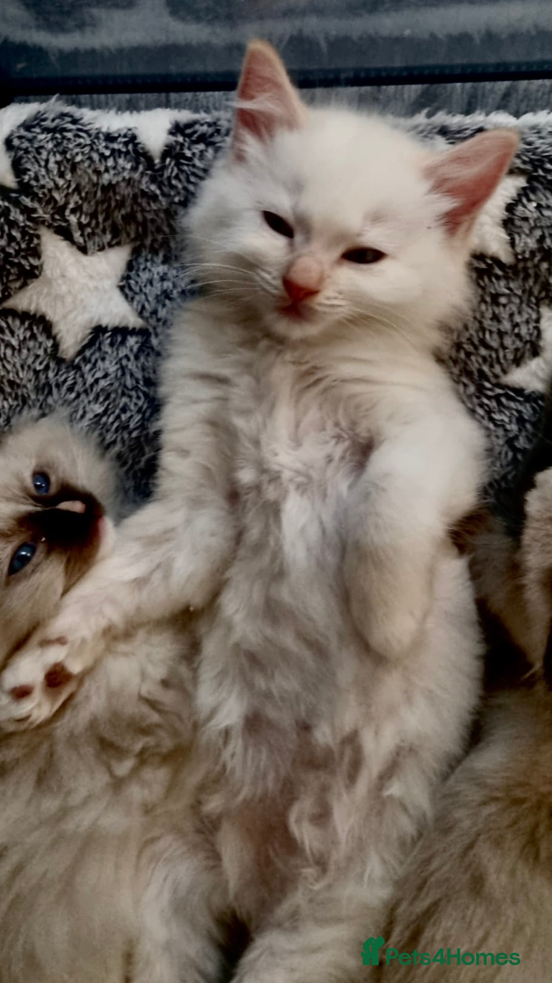 Ragdoll cats for sale: Stunning Big Rare Flame Point Ragdoll Kitten  - Image 1
