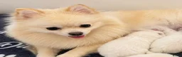 Pomeranian dogs for sale: Pomeranian puppy for sell in London - Advert 1