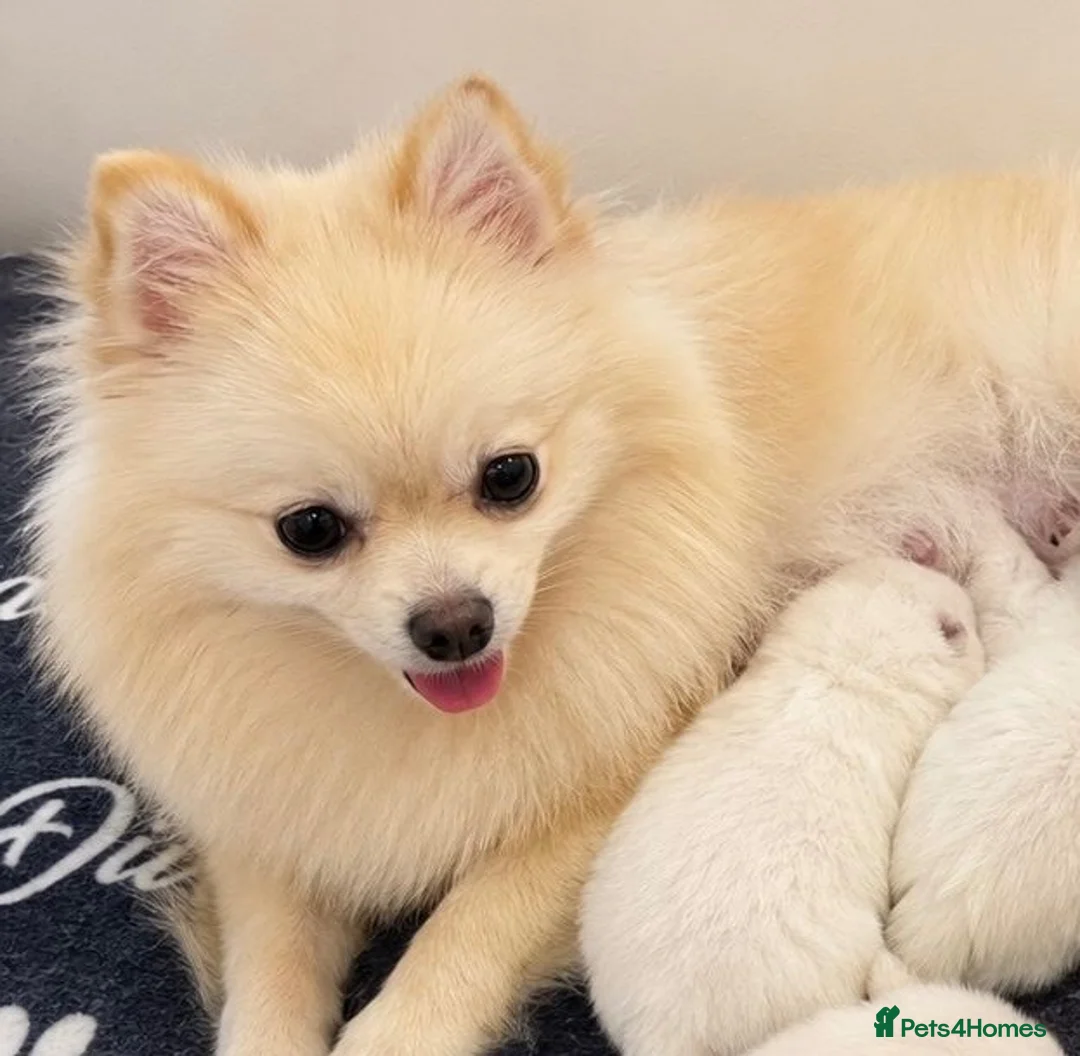 Pomeranian dogs for sale: Pomeranian puppy for sell in London - Advert 1