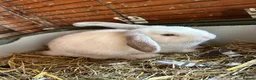 Mini Lop rabbits for sale: Beautiful male bunny for sale - Advert 5
