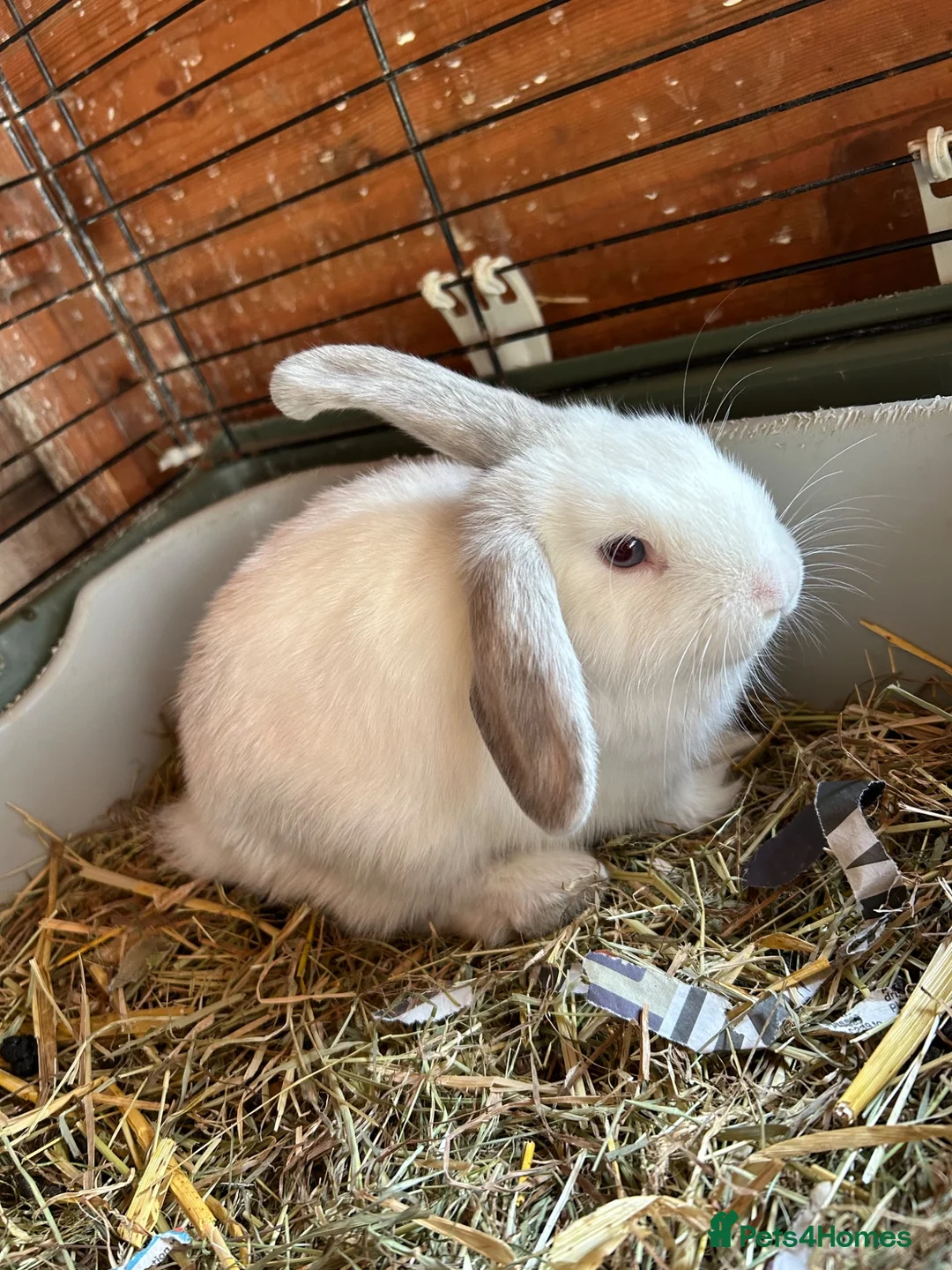 Mini Lop rabbits for sale: Beautiful male bunny for sale - Advert 5