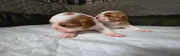 Cavalier King Charles Spaniel dogs for sale: Beautiful KC Reg Health Tested Cavalier Puppies - Advert 11