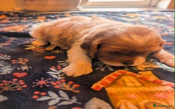Cavalier King Charles Spaniel dogs for sale: Adorable Puppies Looking for Their Forever Homes! - Image 9