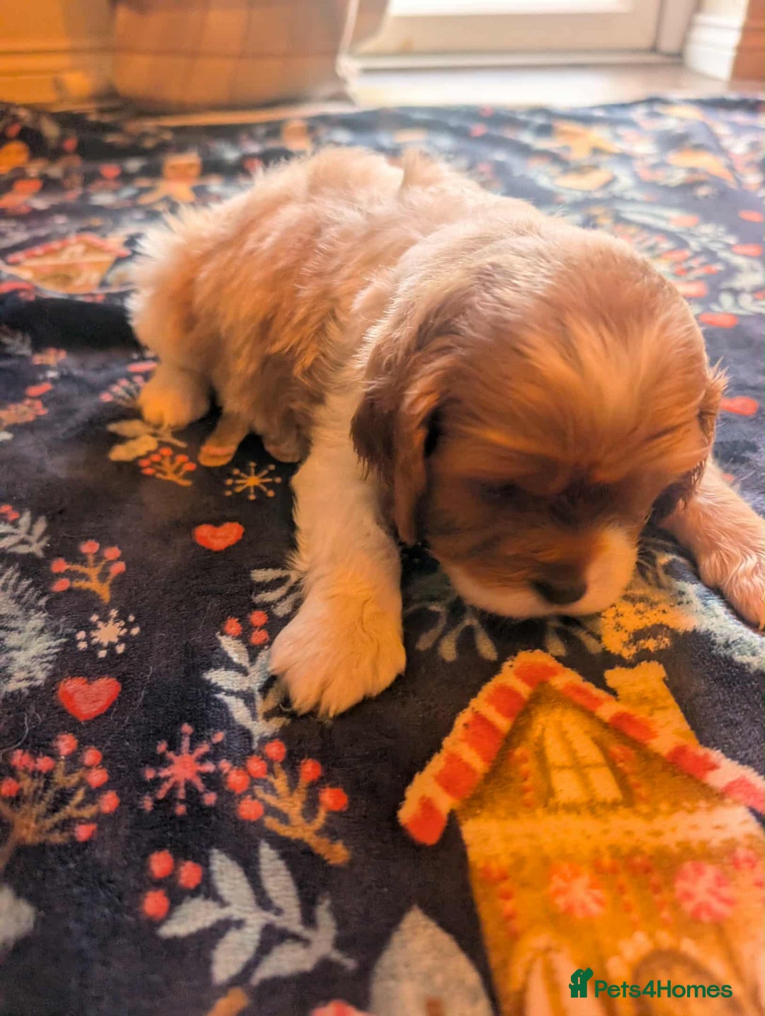 Cavalier King Charles Spaniel dogs for sale: Adorable Puppies Looking for Their Forever Homes! - Image 9