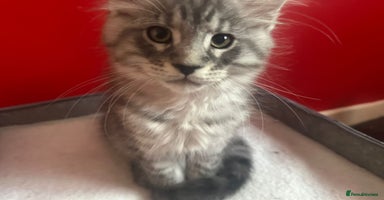 Maine Coon cats - Advert 3
