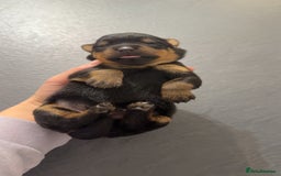 Rottweiler dogs for sale: Rottweiler puppies for 5* homes - Advert 6