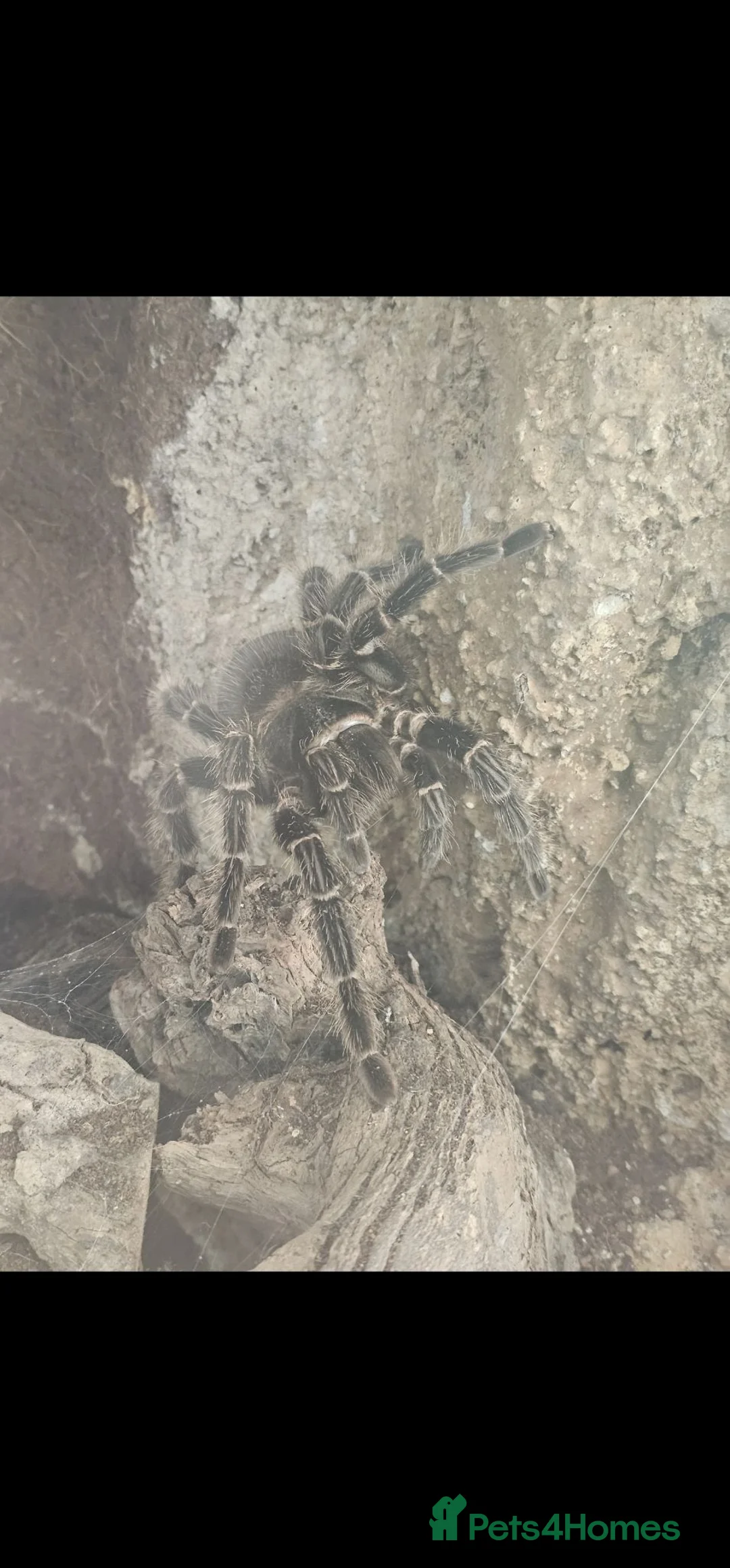 Tarantulas invertebrates for sale: salmon pink birdeater  in Tiverton - Advert 1