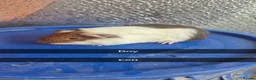 Guinea Pig rodents for sale: Baby Guniea Pigs  - Advert 1