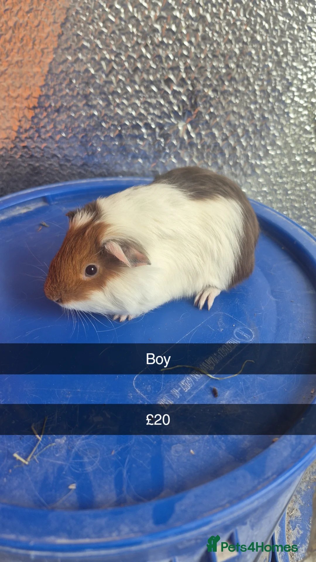 Guinea Pig rodents for sale: Baby Guniea Pigs  - Advert 1