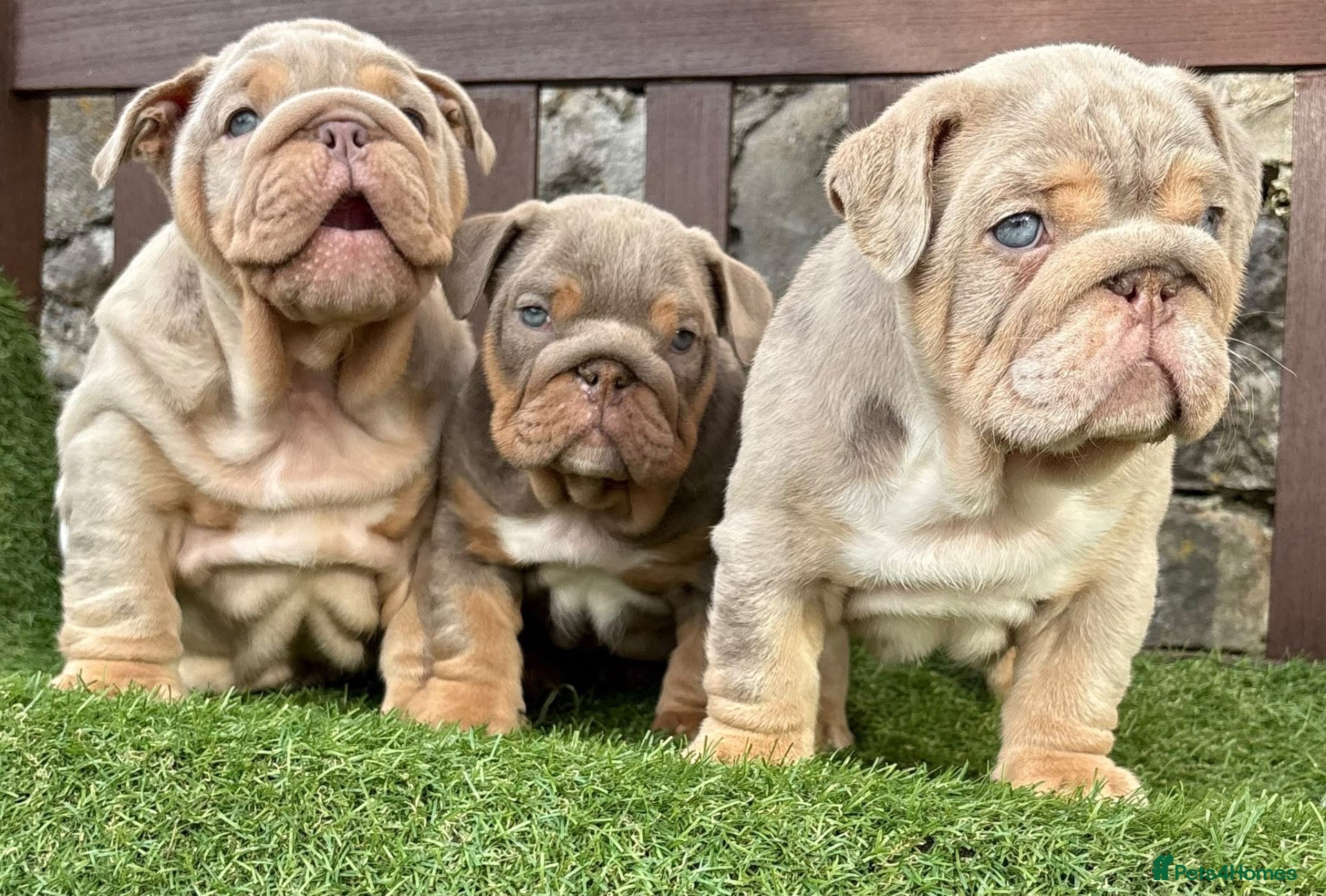 English Bulldog dogs Ready today! English bulldog puppies  - Advert 3