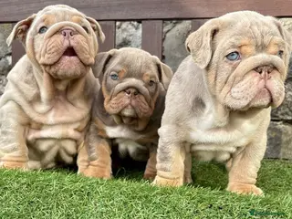 English Bulldog dogs Ready today! English bulldog puppies - Advert 3