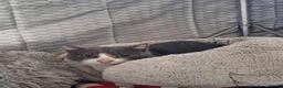 Mixed Breed cats for adoption: Thor for adoption in Leighton Buzzard - Advert 3