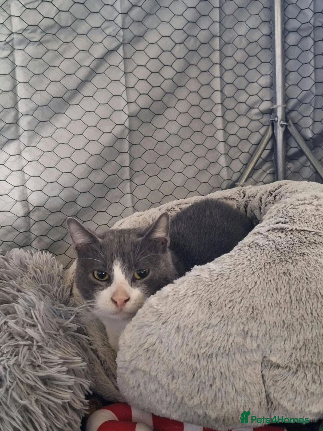 Mixed Breed cats for adoption: Thor for adoption in Leighton Buzzard - Advert 3