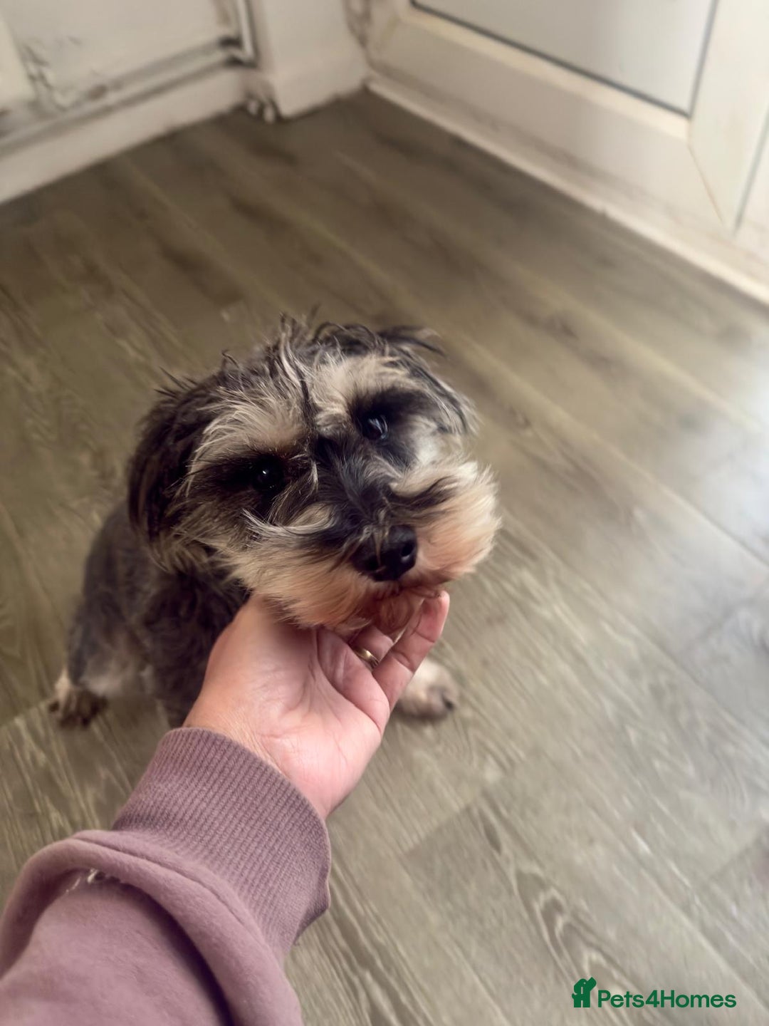 Schnauzer dogs for sale: sweet schnauzer available - Advert 4