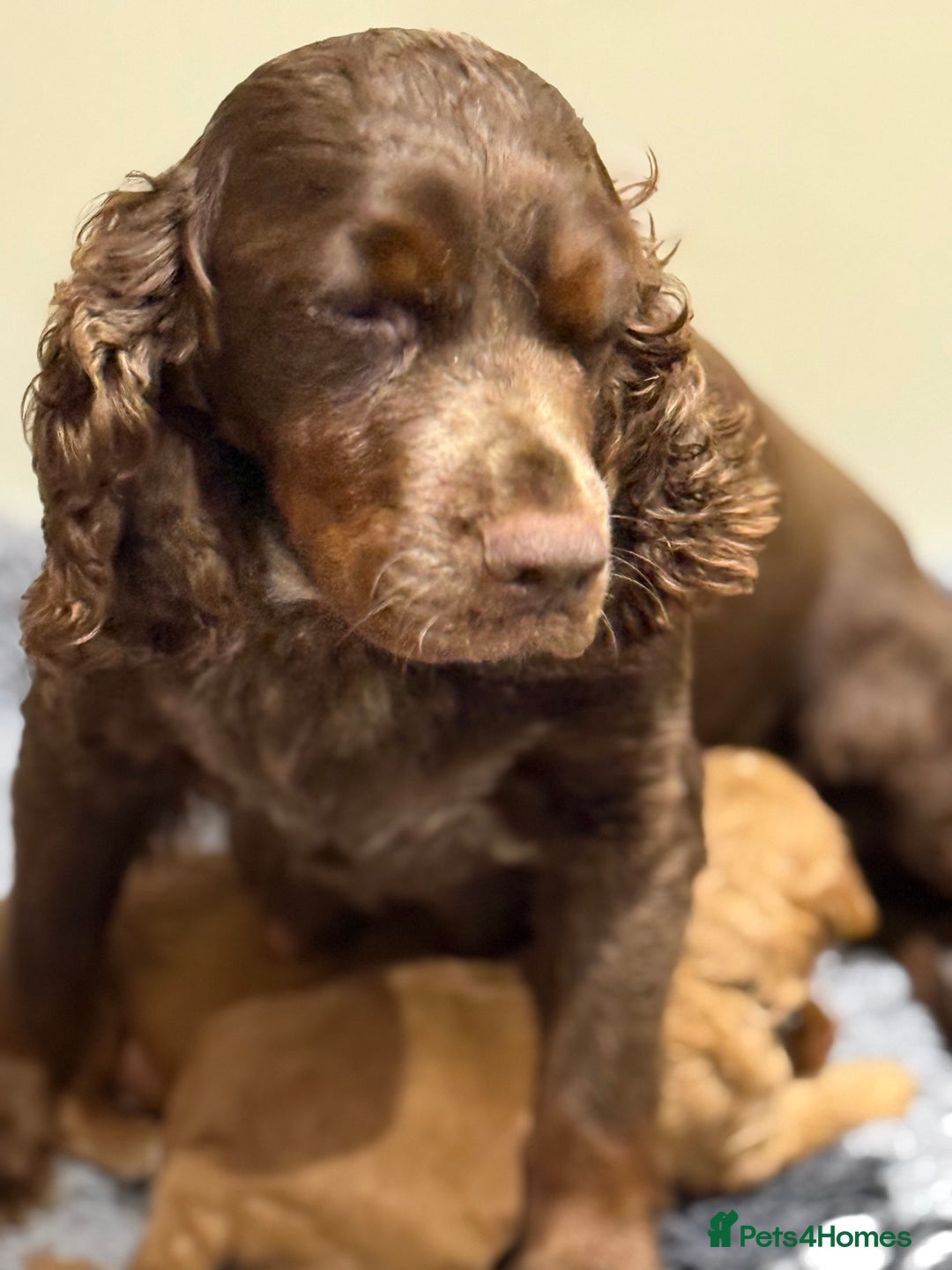 Cockapoo dogs for sale: F1 mini cockapoos fox reds 30 dna health tested  - Advert 2