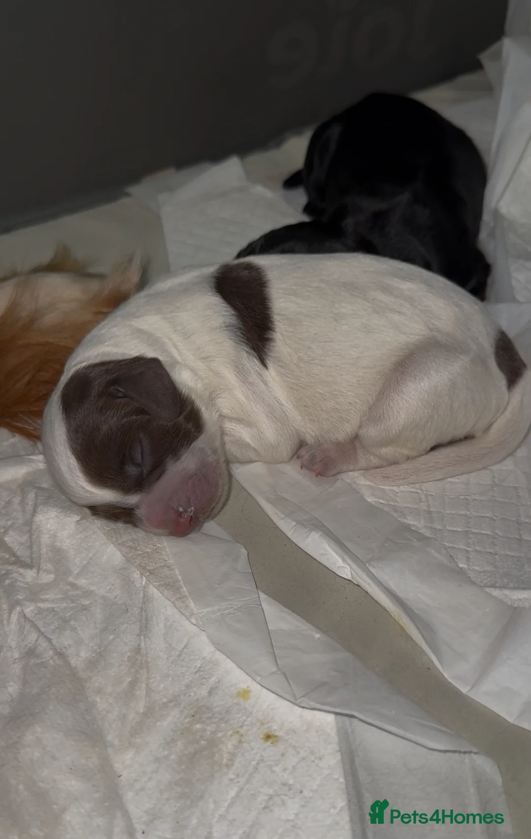 Cocker Spaniel dogs for sale: 5 working cocker spaniel pups  - Advert 6