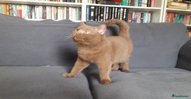 British Shorthair cats British Shorthair kittens - Advert 9