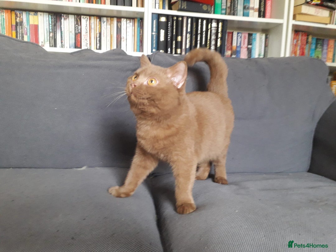 British Shorthair cats for sale: British Shorthair kittens - Advert 2