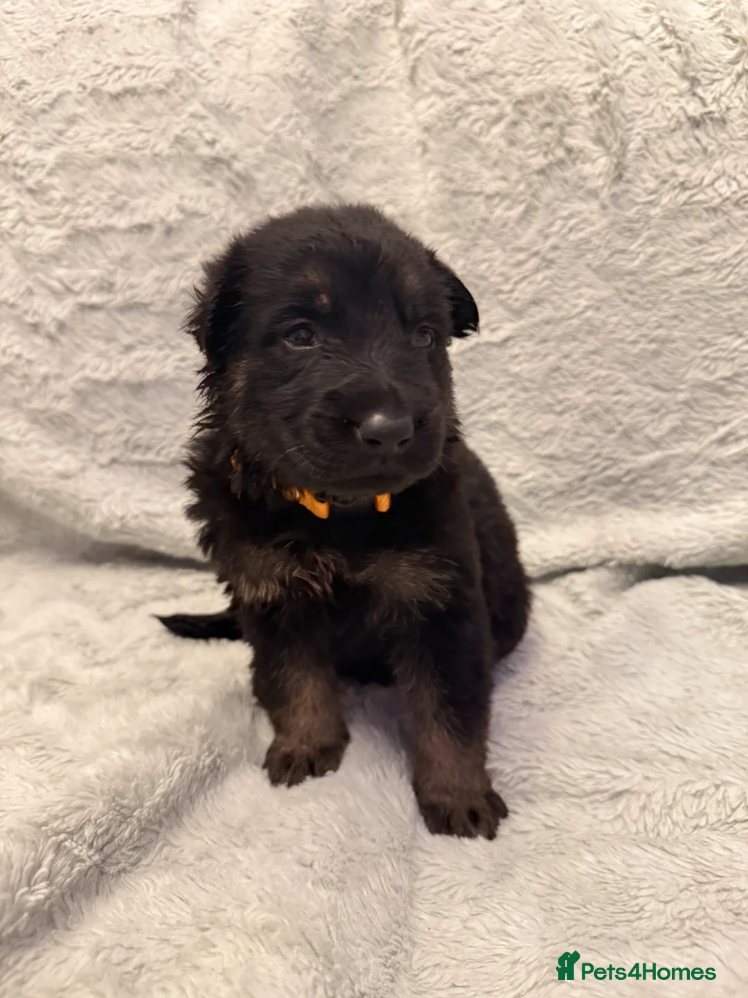 German Shepherd dogs for sale: 12 stunning German Shepard puppys  - Advert 15