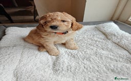 Cockapoo dogs for sale: Gorgous F1B Cockapoo Puppies ready 12th October  - Image 12
