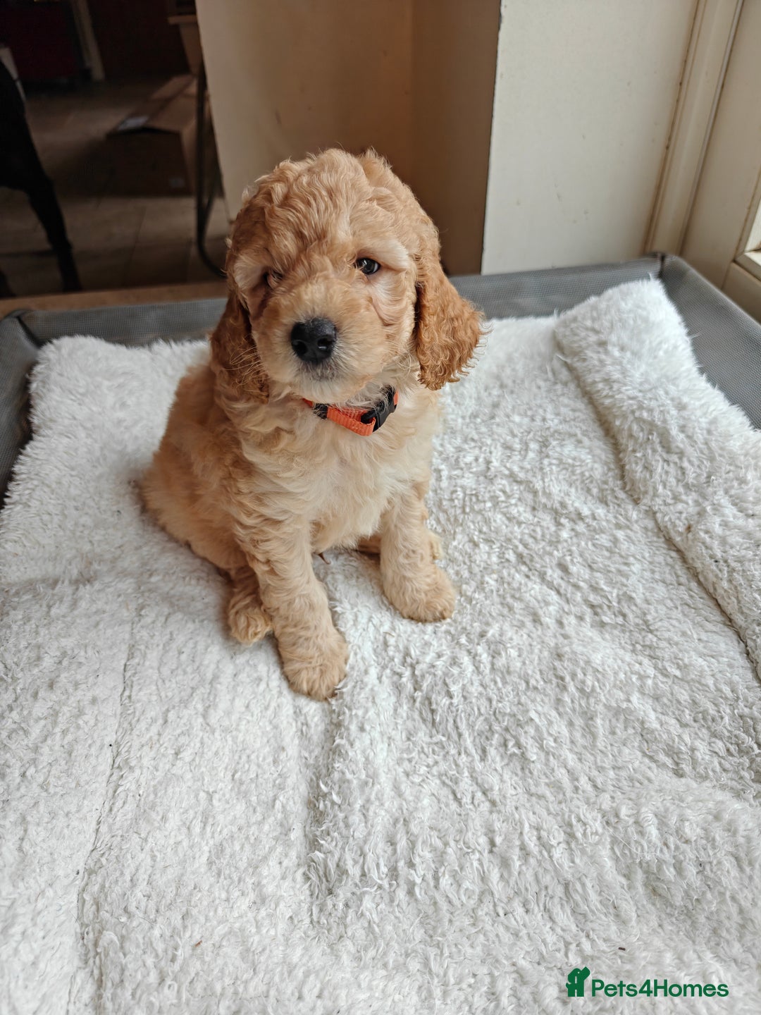 Cockapoo dogs for sale: Gorgous F1B Cockapoo Puppies ready 12th October  - Image 12