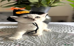Scottish Fold cats for sale: Two Scottish Straight Boys  - Image 7