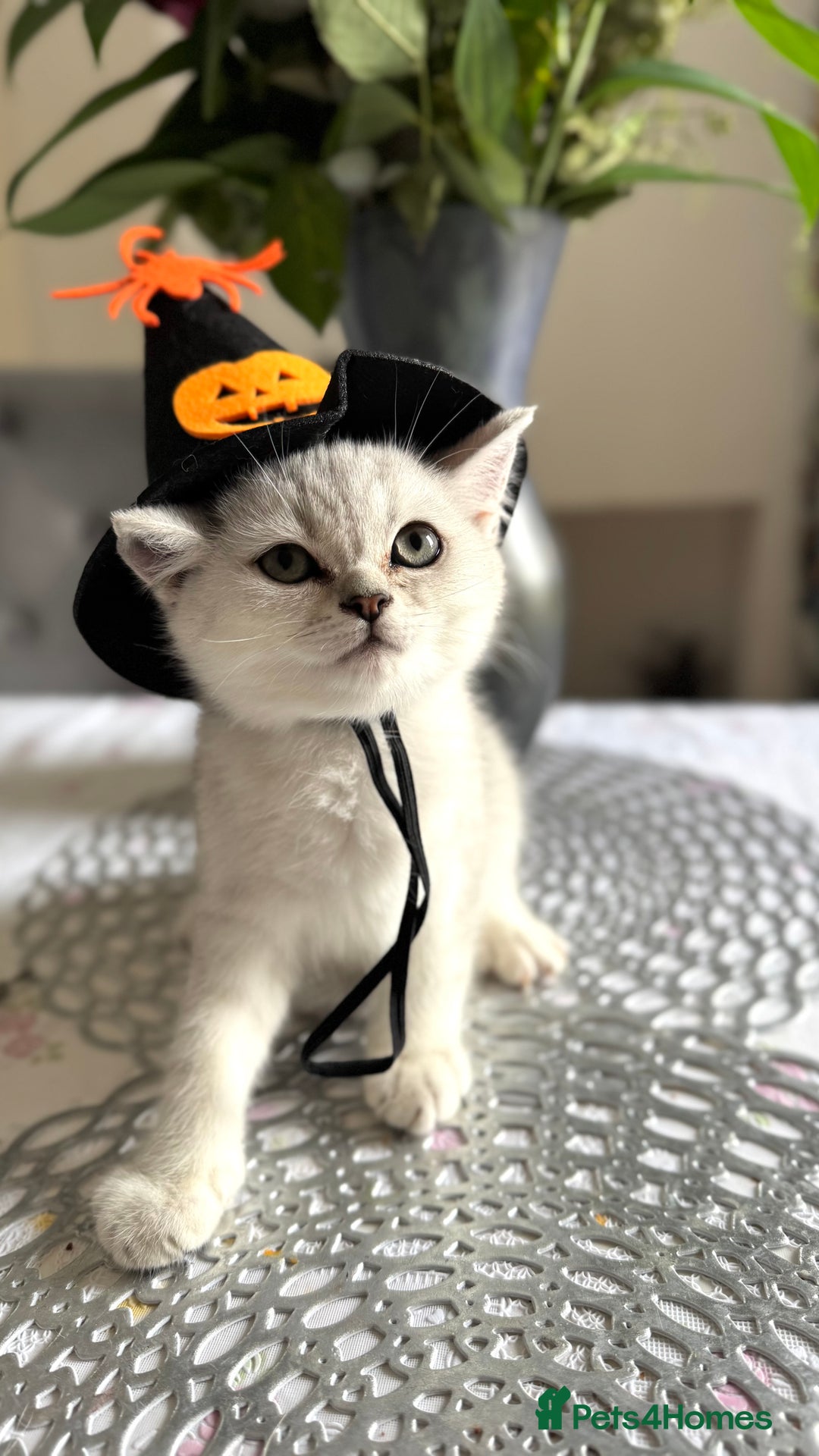 Scottish Fold cats for sale: Two Scottish Straight Boys  - Image 7