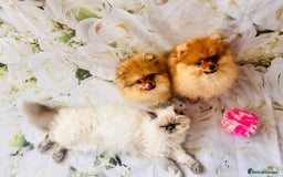 Pomeranian dogs for sale: 💗Last girl left! Royal Orange Pomeranian Pedigree - Image 14
