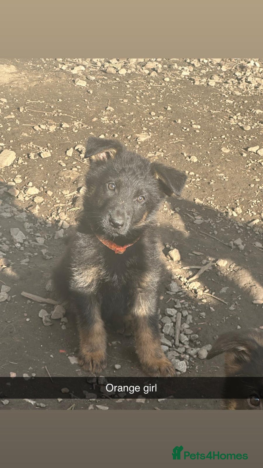 German Shepherd dogs for sale: Stunning blood line german shepherd puppy  - Image 2